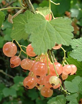 Soiuri Coacaz