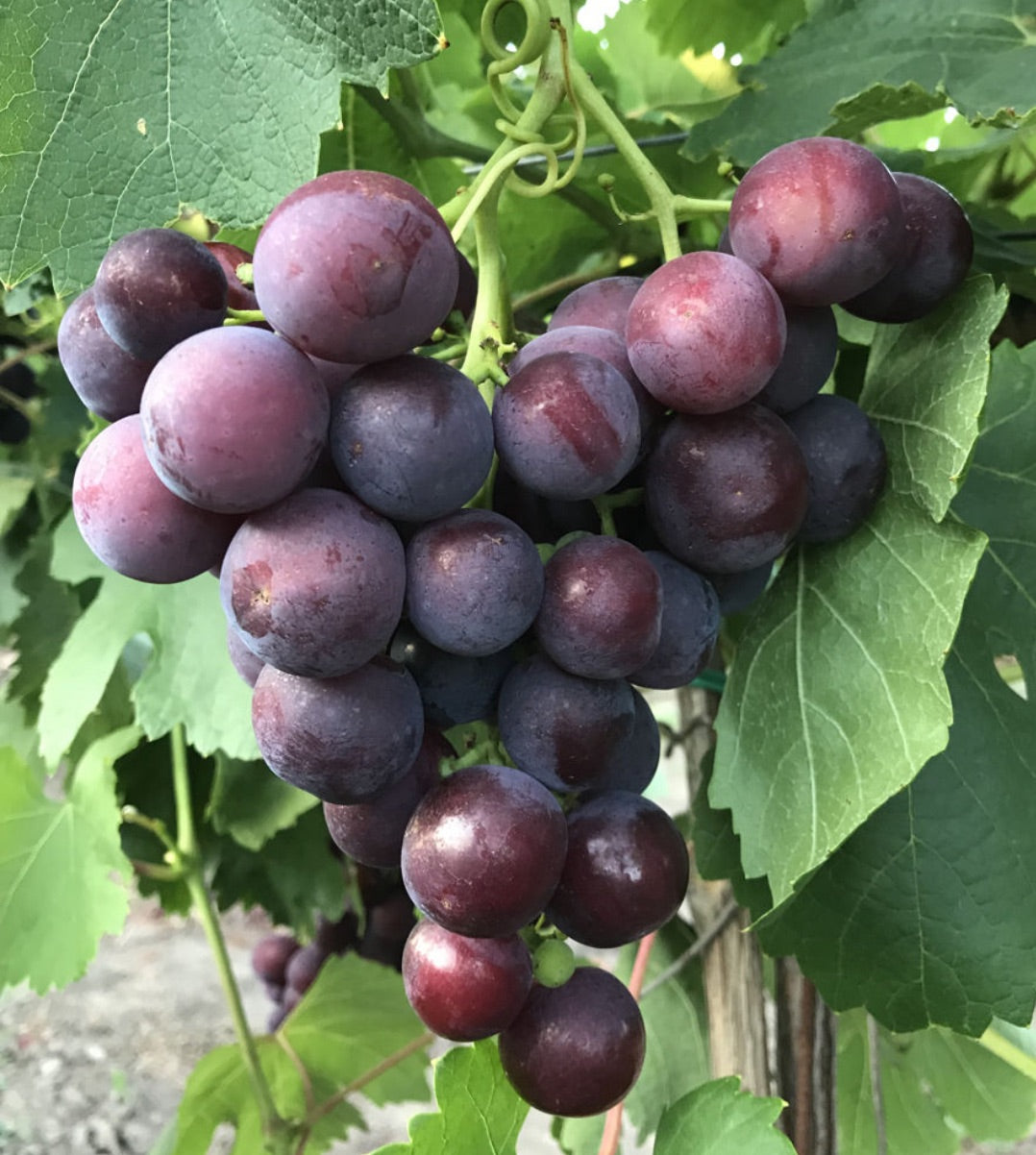 Viță De Vie ROSFOR