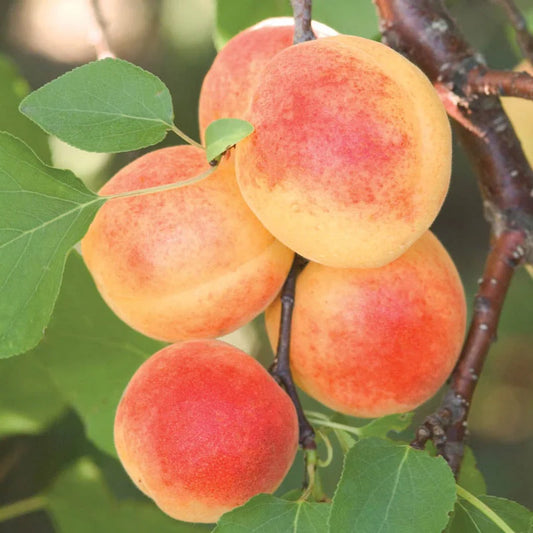 CAIS ASIAN PEARL