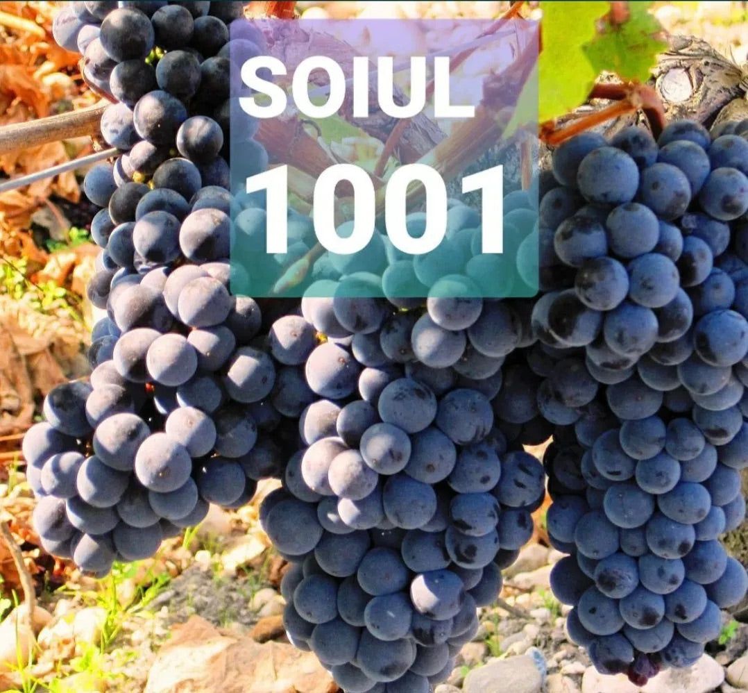 Viță De Vie  1001
