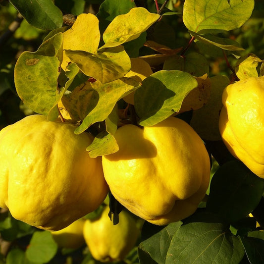 GUTUI MOLDOVENESTI