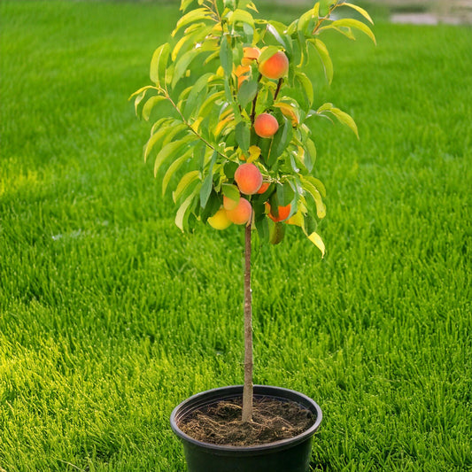 Piersic Columnar Rubina