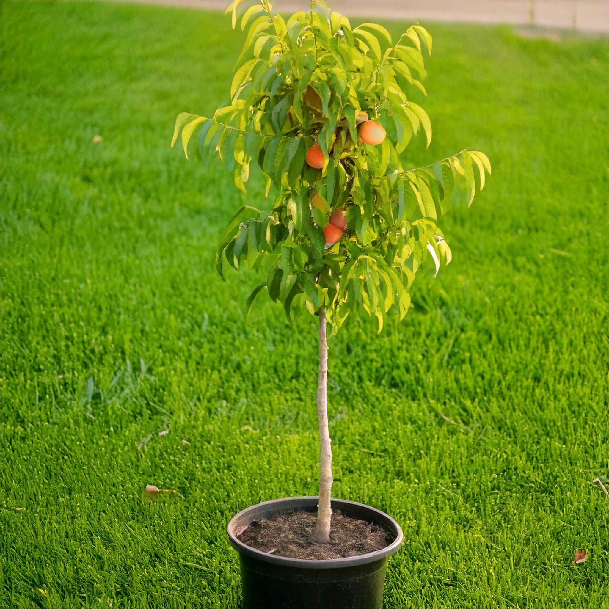Piersic Columnar Timpuriu
