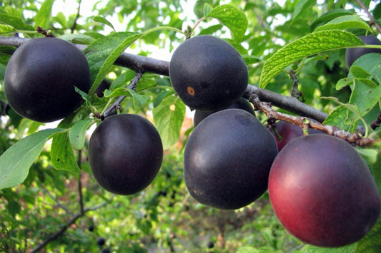 CAIS NEGRU