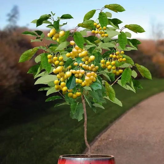 CIRES GALBEN