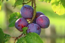 Prun Columnar Sweet Blue