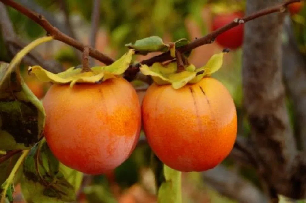 Butas Kaki Rosseyanka